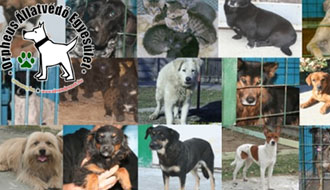 állatmenhelyek kutyák, cicák 1 százalékos támogatása kutyaotthon, adóegyszázalék felajánlása adó 1 %